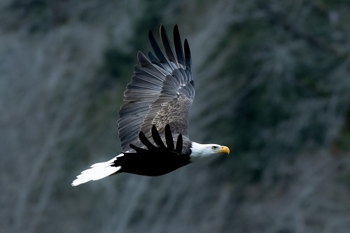 Sue Bansen: The Many Faces of the Squamish Eagles